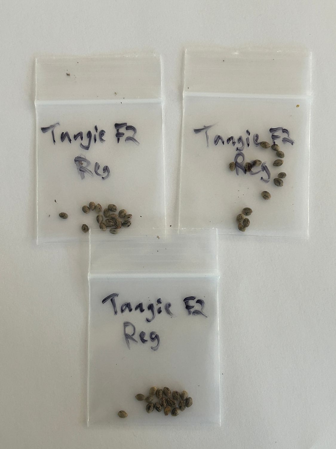 Tangie F2 - 13 Regular Seeds - MMS Vault