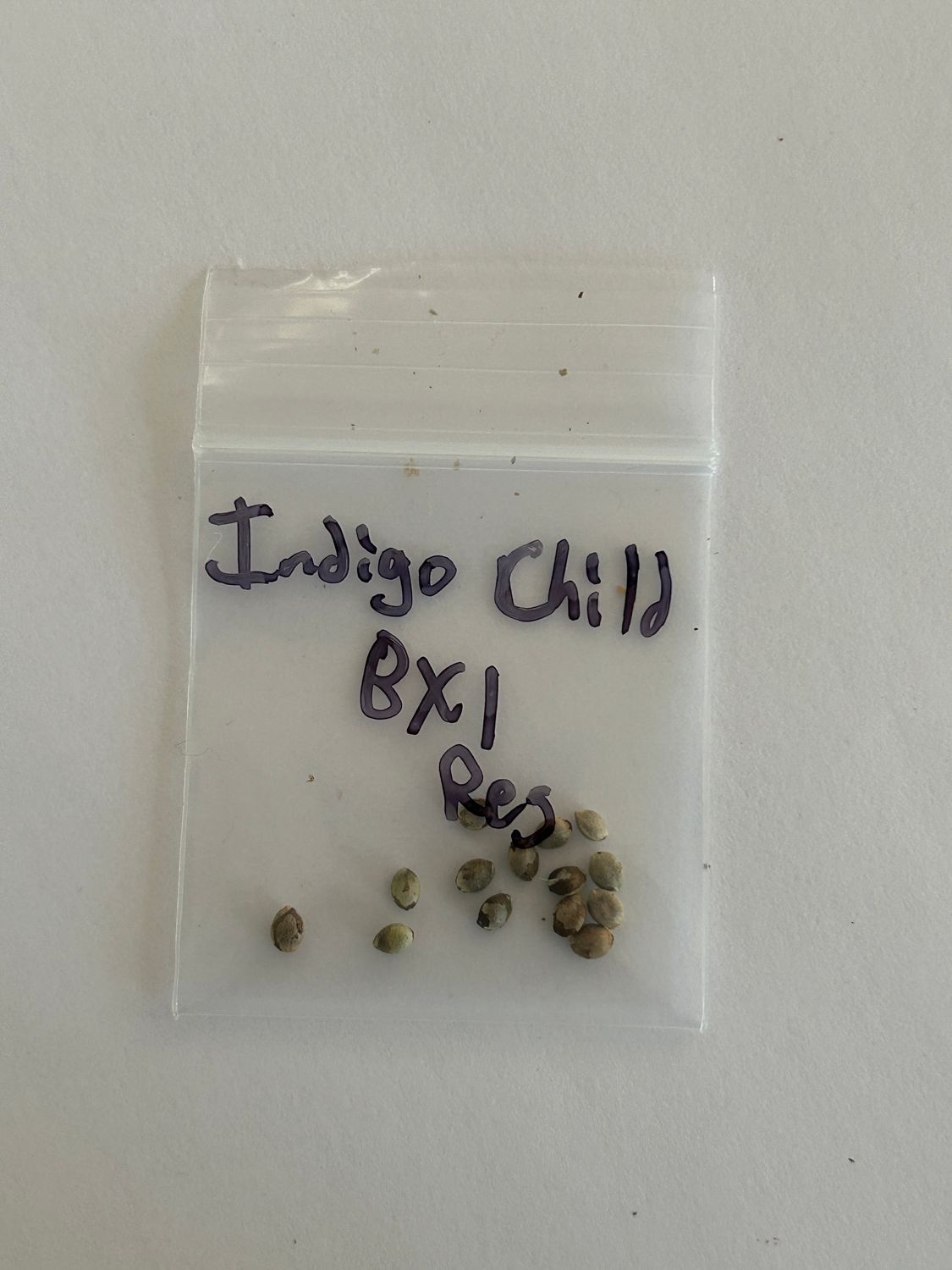 Indigo Child Bx1 - 13 Regular Seeds - MMS Vault