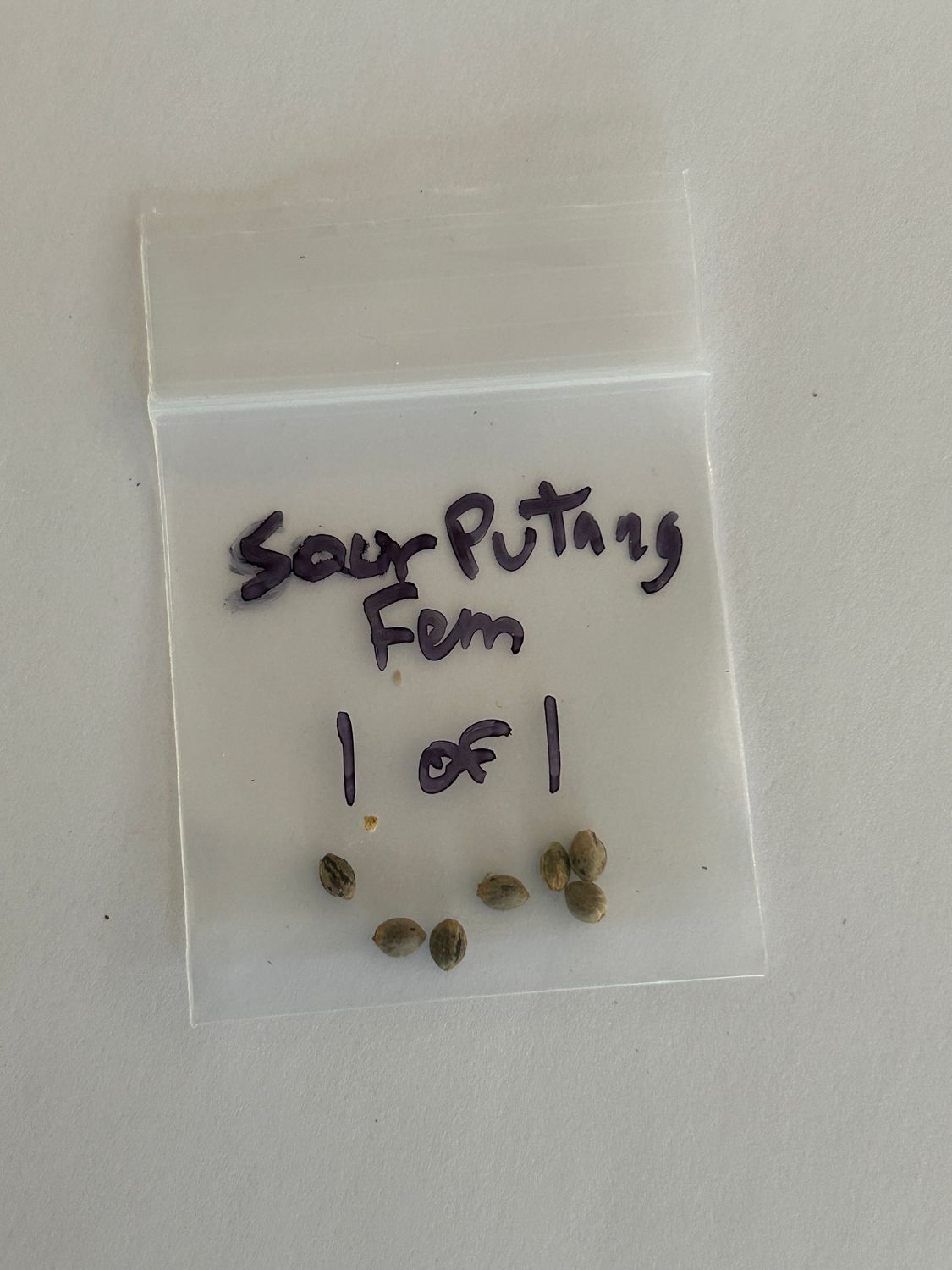 Sour PuTang 7 Fem Seeds - 1 of 1 - MMS Vault