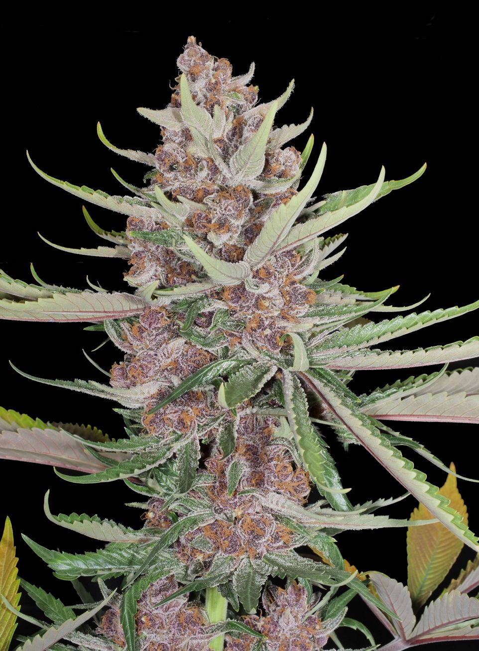 Valedictorian - 13 Regular Seeds - MMS Vault