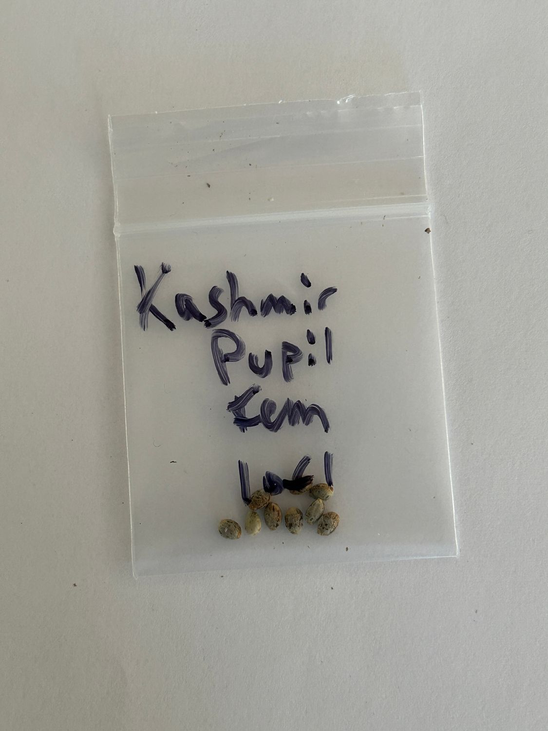 Kashmir Pupil  - 7 Feminized Seeds - MMS Vault