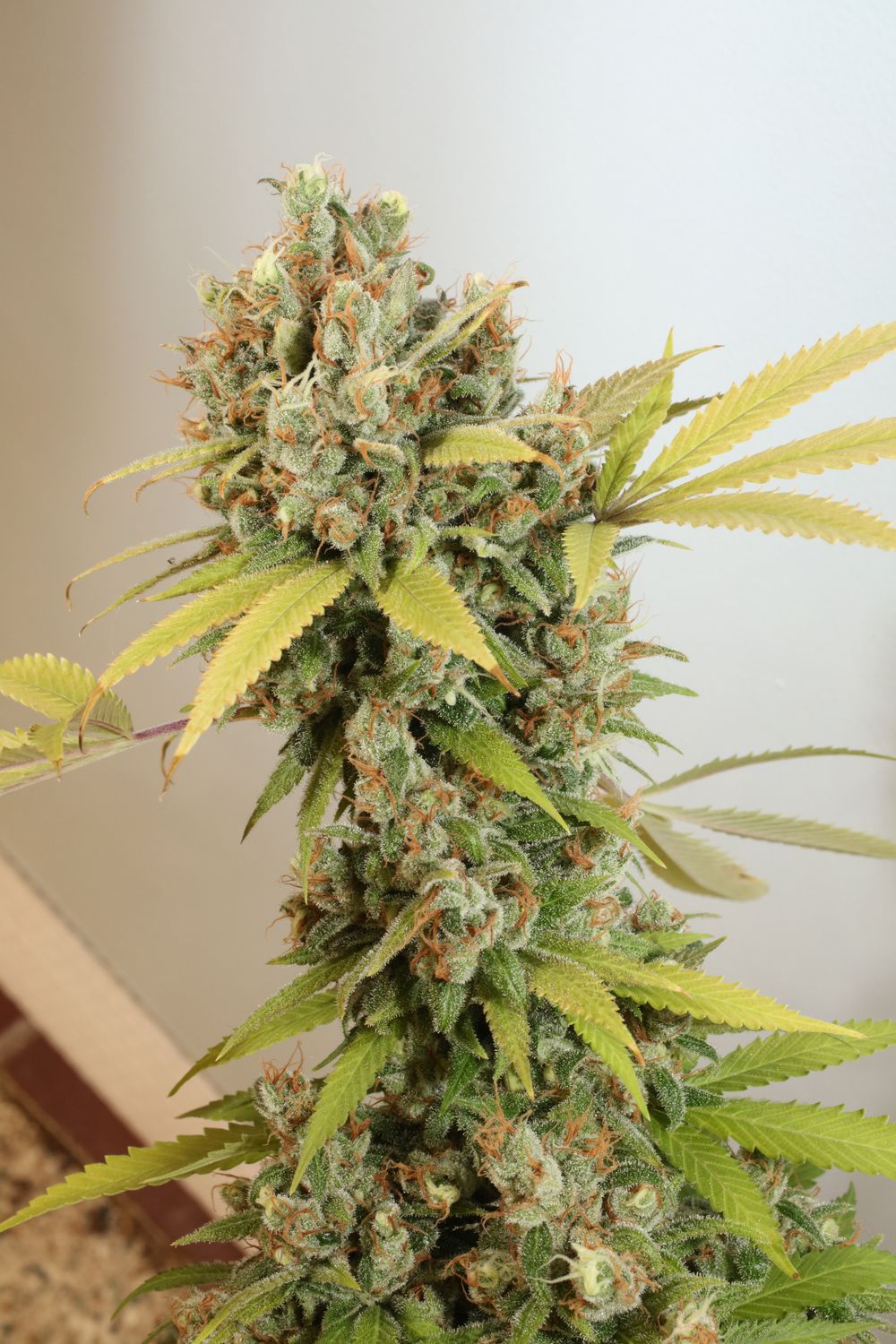 Prayer Tower Sativa F2 - 13 Regular Seeds - MMS Vault