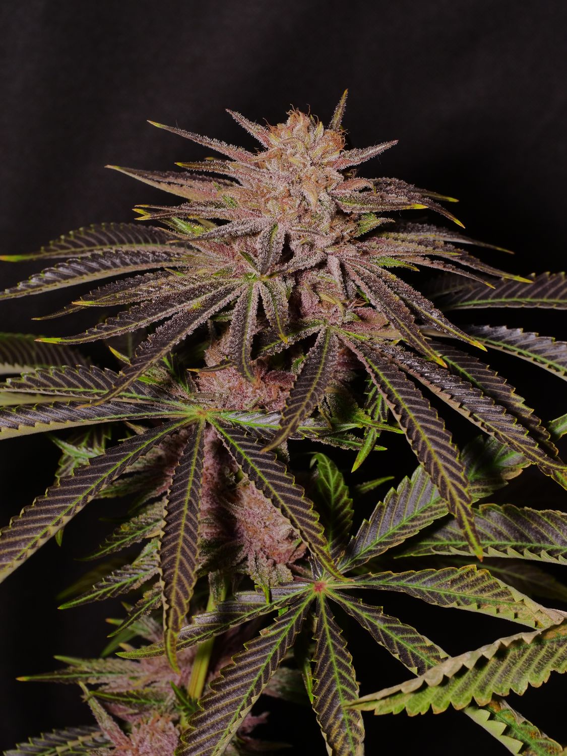 Pupil F2 - 7 Fem Seeds - Super Rare - MMS Vault