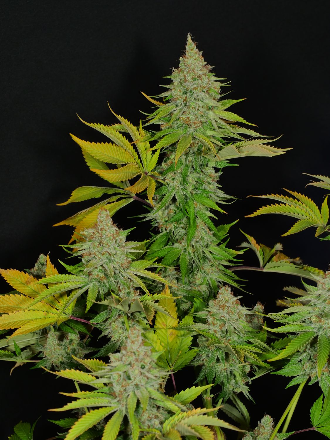 Flounder Breath - 13 Regular Seeds - MMS Vault