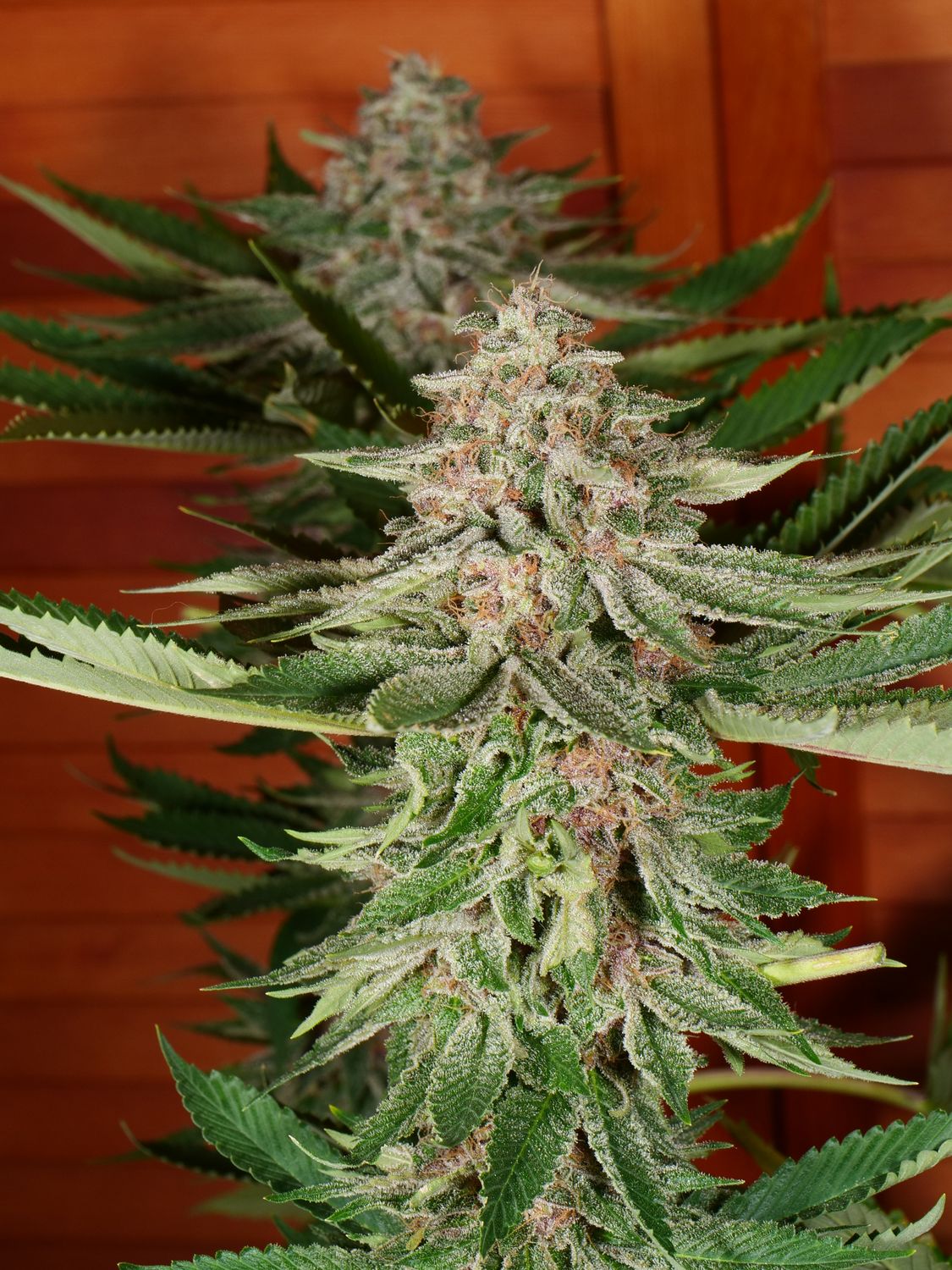 Space Walrus 2.0 - Aloha Island Collab - 13 Regular Seeds - MMS Vault