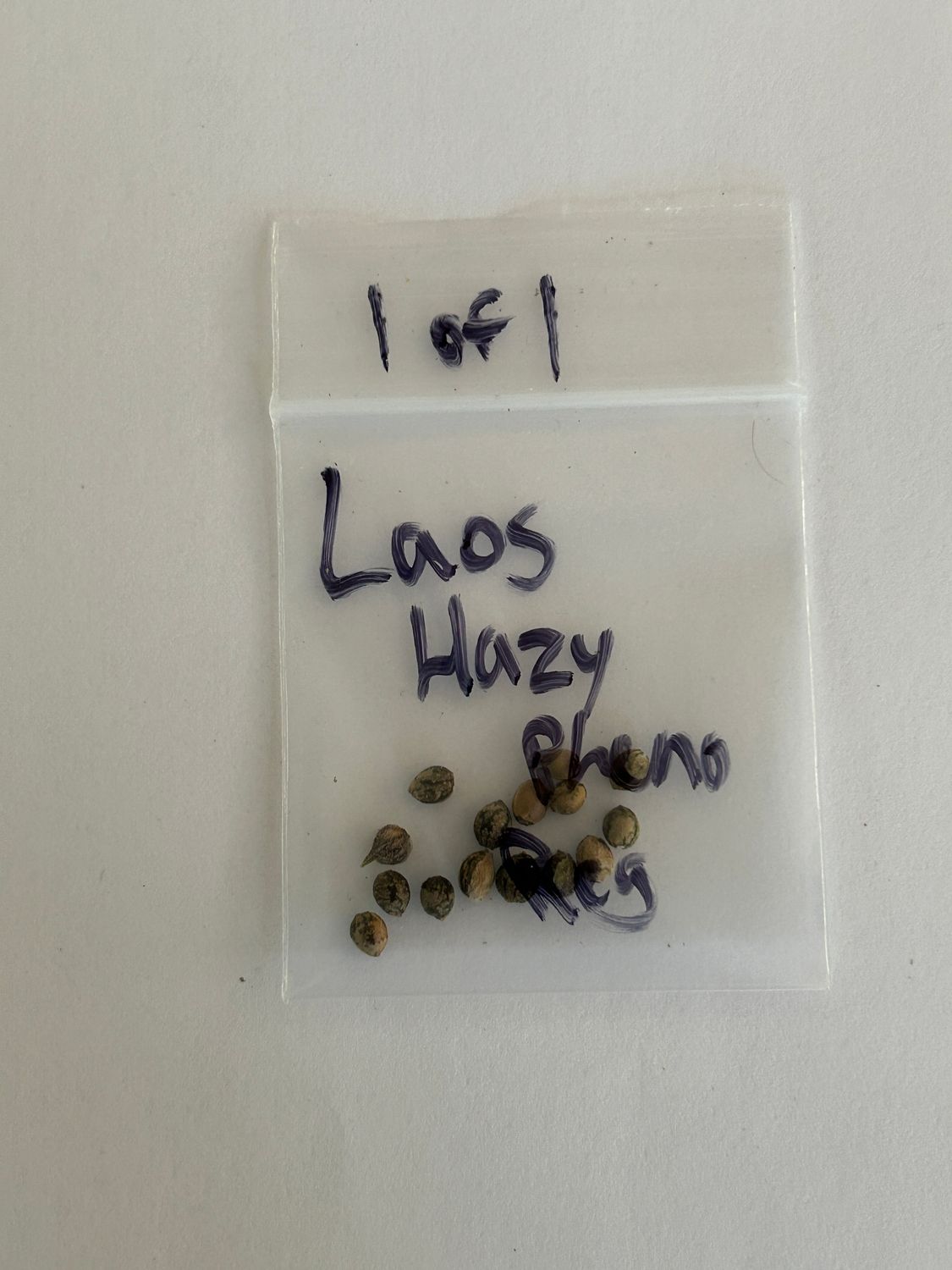 Laos (Hazy Pheno) - 13 Regular Seeds - 1 of 1 - MMS Vault