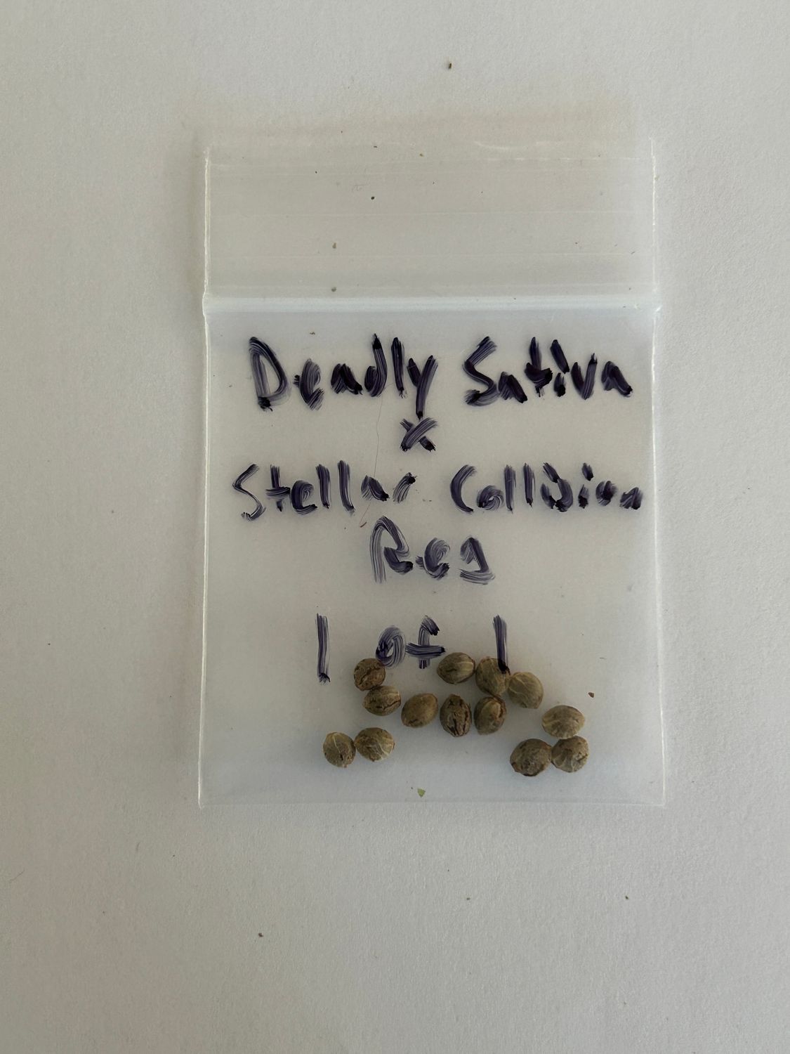 Deadly Sativa x Stellar Collision - 1 of 1 - 13 Regular Seeds - MMS Vault