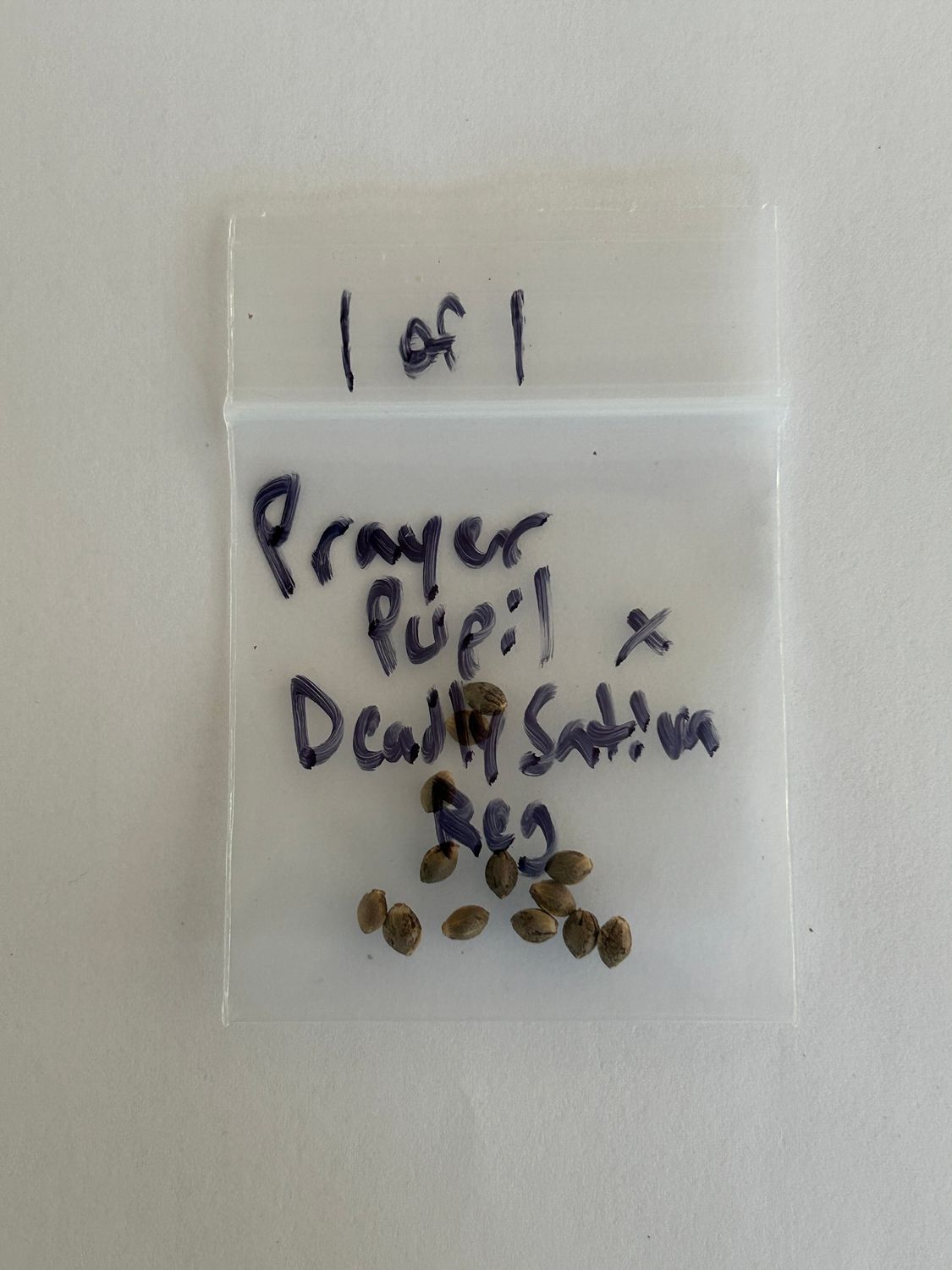 Prayer Pupil x Deadly Sativa - 1 of 1 - 13 Regular Seeds - MMS Vault