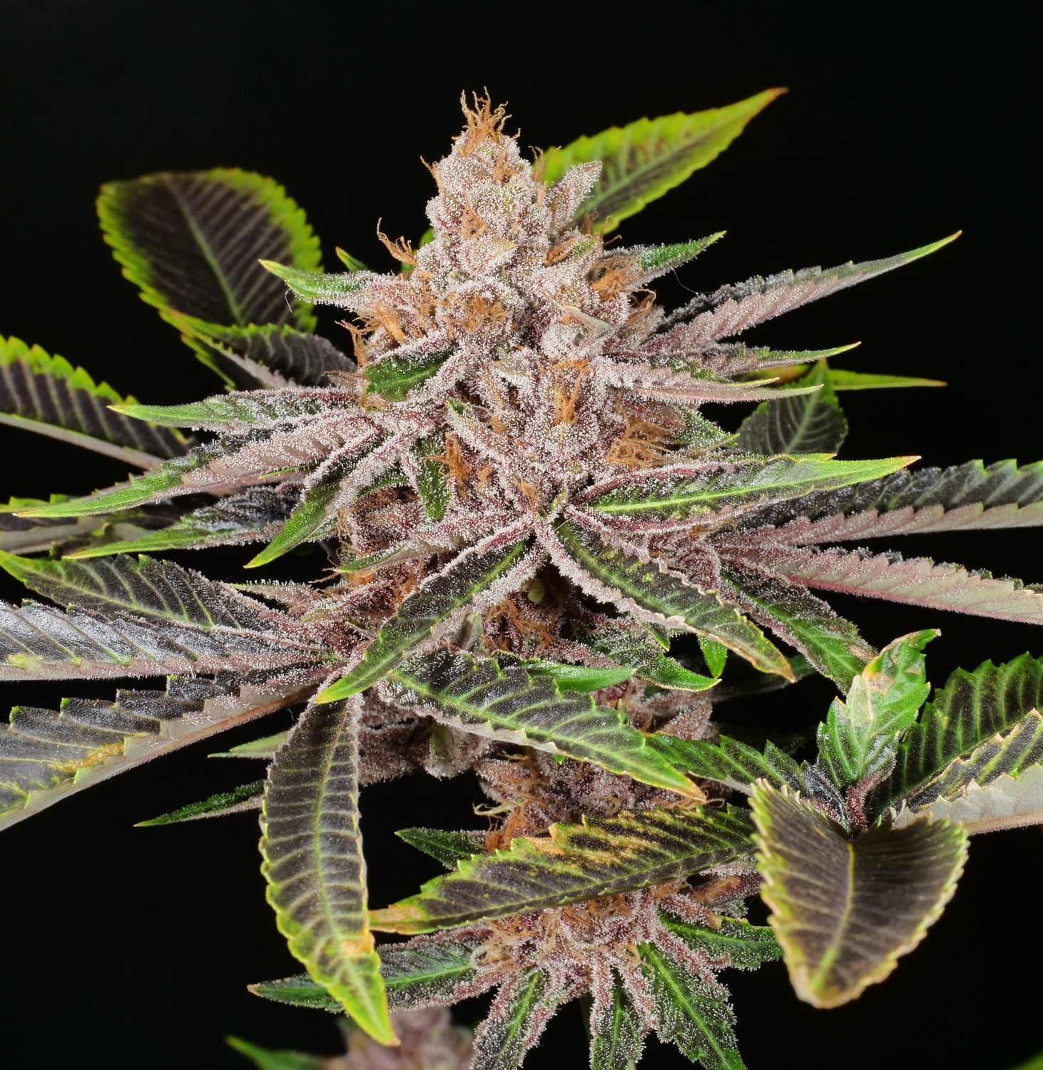 Indigo Grapes - 7 Fem Seeds - MMS Vault