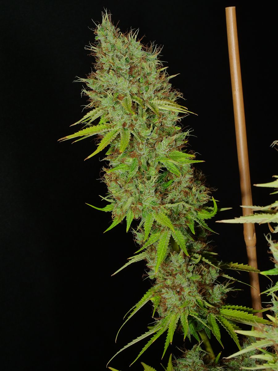 Pan Dragon - DFG Collab - 13 Regular Seeds - MMS Vault