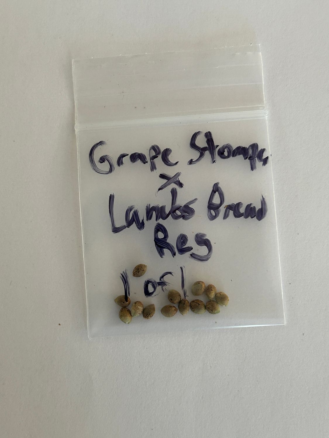 Grape Stomper x Lambsbread - 13 Regular Seeds - 1 of 1 - MMS Vault