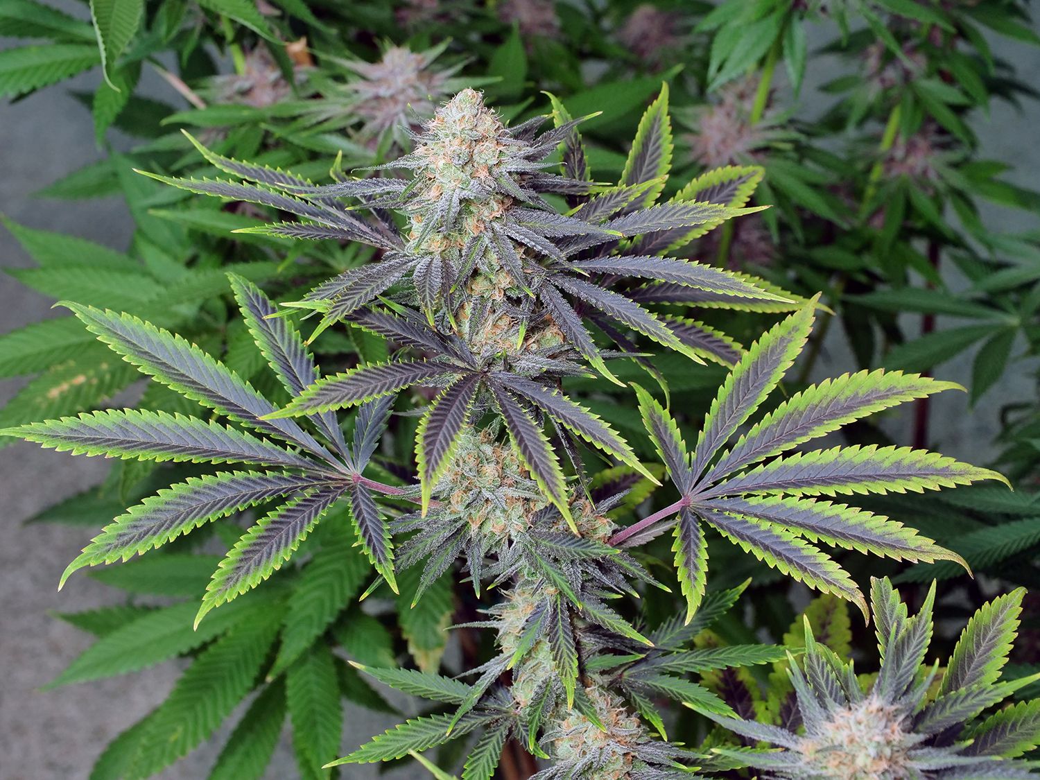 Glory Hole - 7 Fem Seeds - MMS Vault