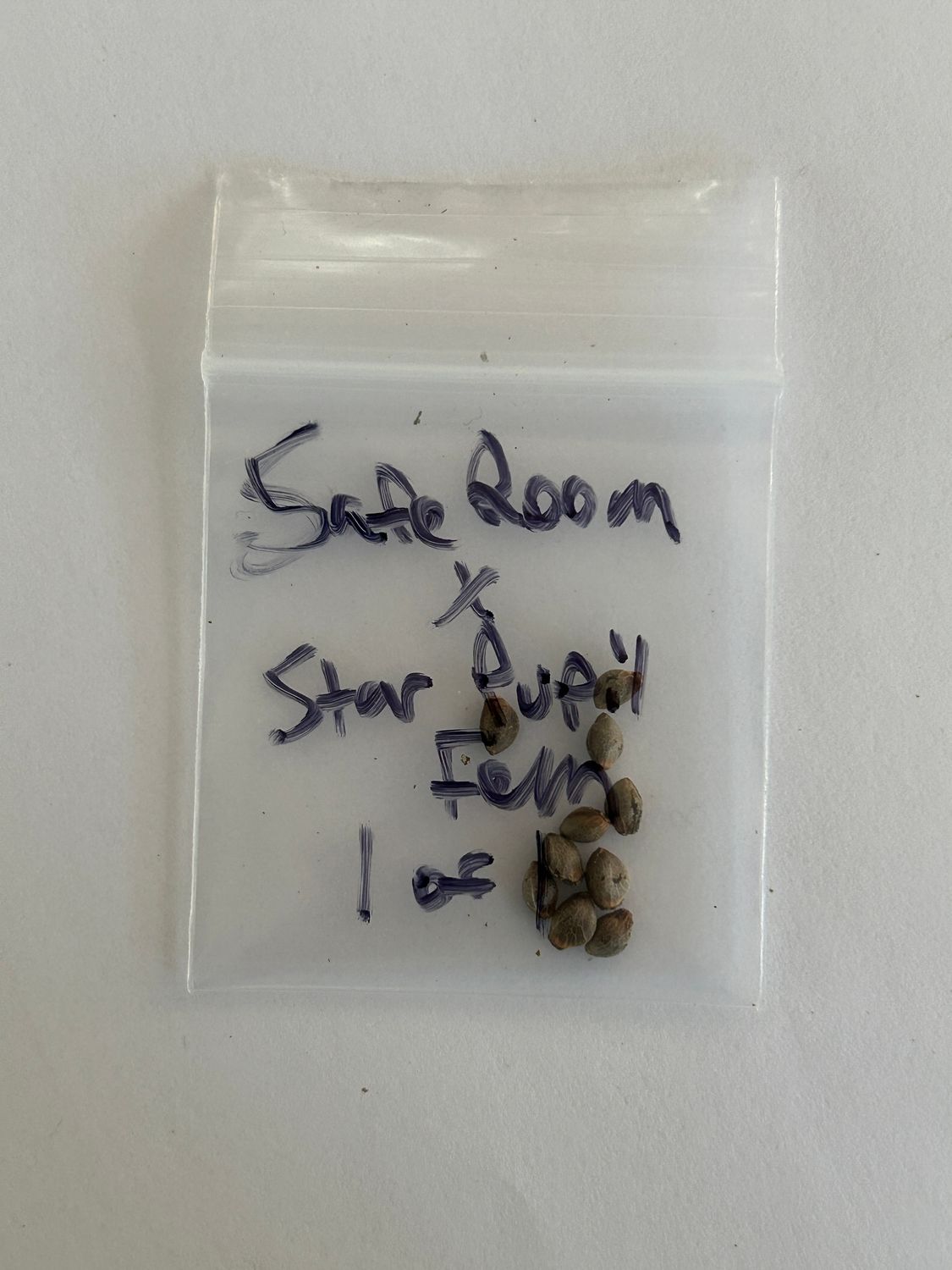 Safe Room x Star Pupil - 1 of 1 - 7 Fem Seeds - MMS Vault