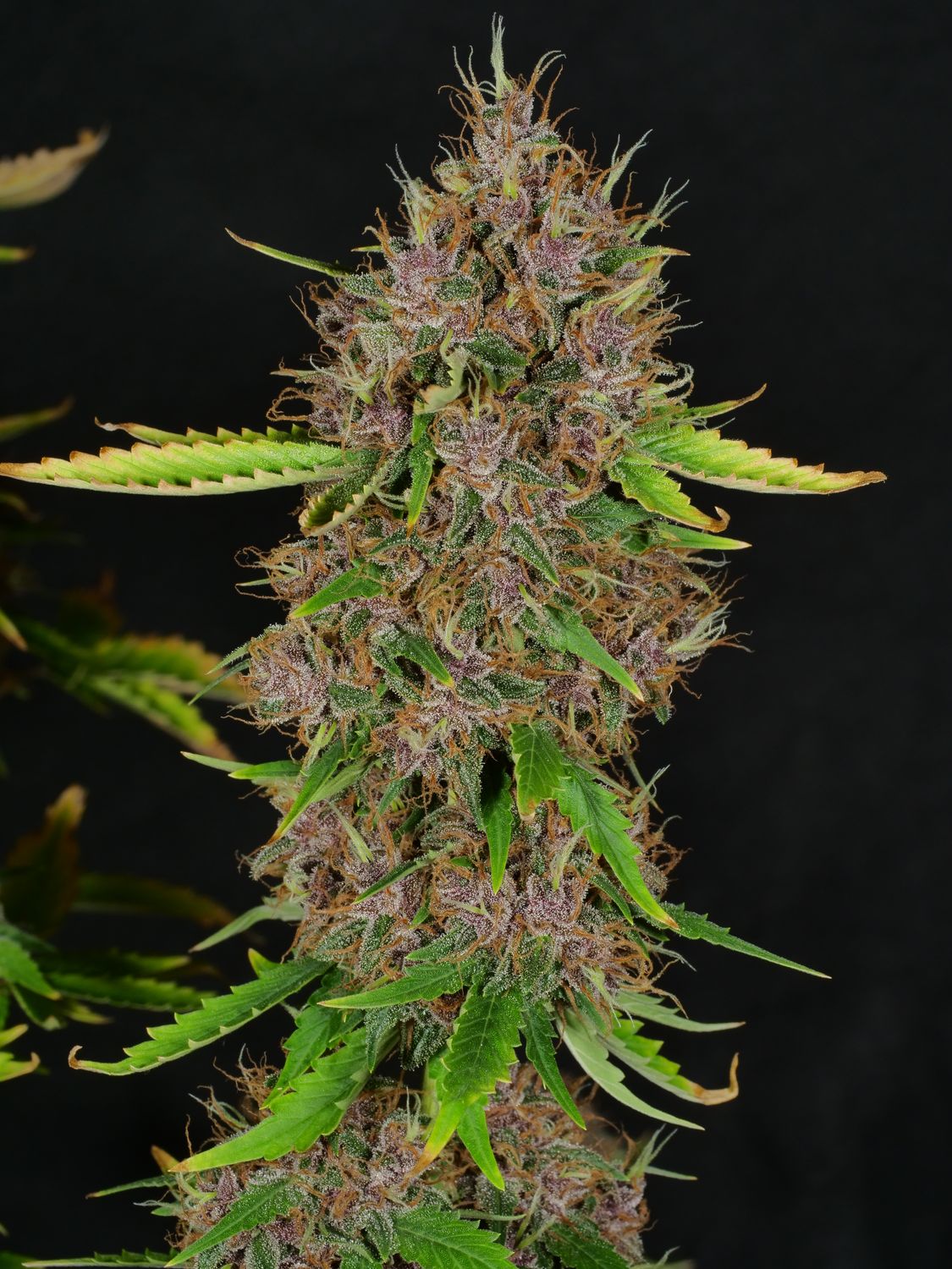 Vanilla Sunshine - 13 Reg Seeds - MMS Vault