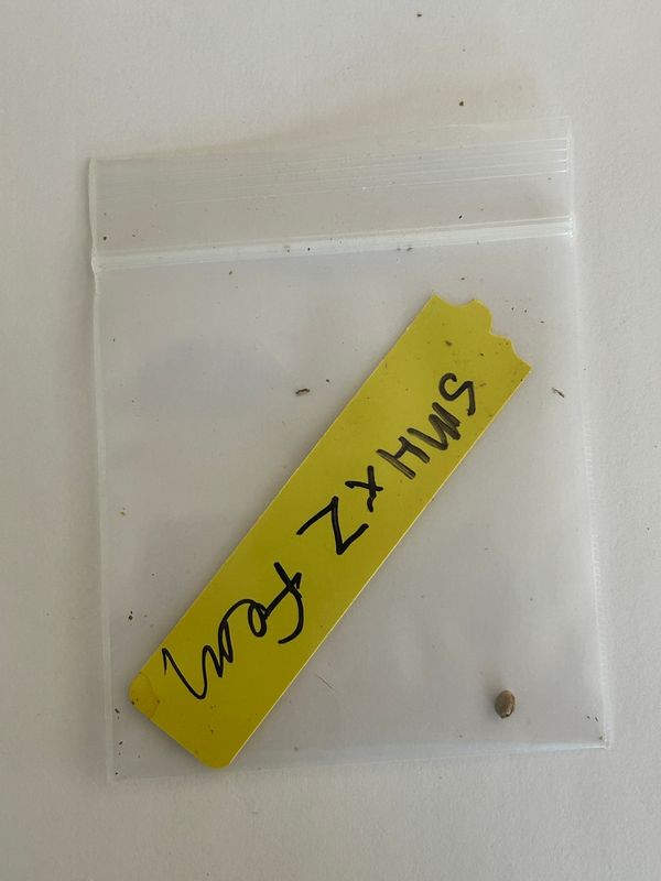 Strawberry Mango Haze x Zkittlez 1 Fem Seed - 1 of 1 Pack - Mass Medical Strains - MMS Vault