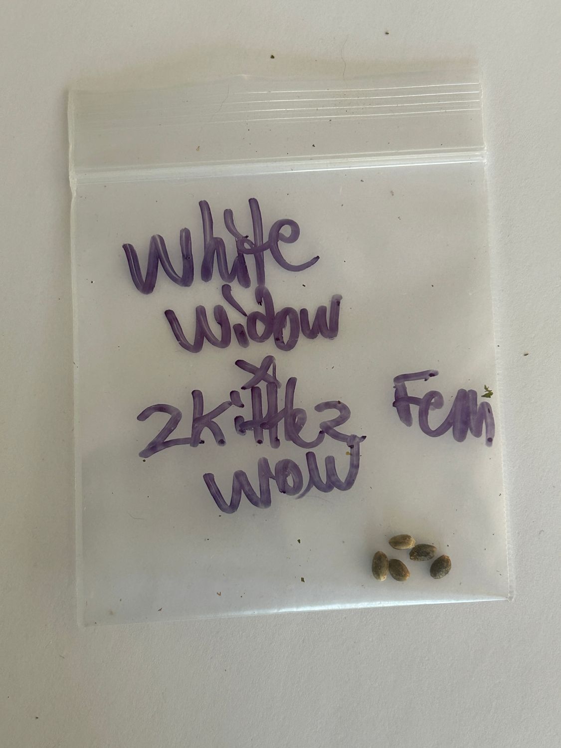 White Widow x Zkittlez 1 Fem Seed - 1 of 1 Pack - Mass Medical Strains - MMS Vault