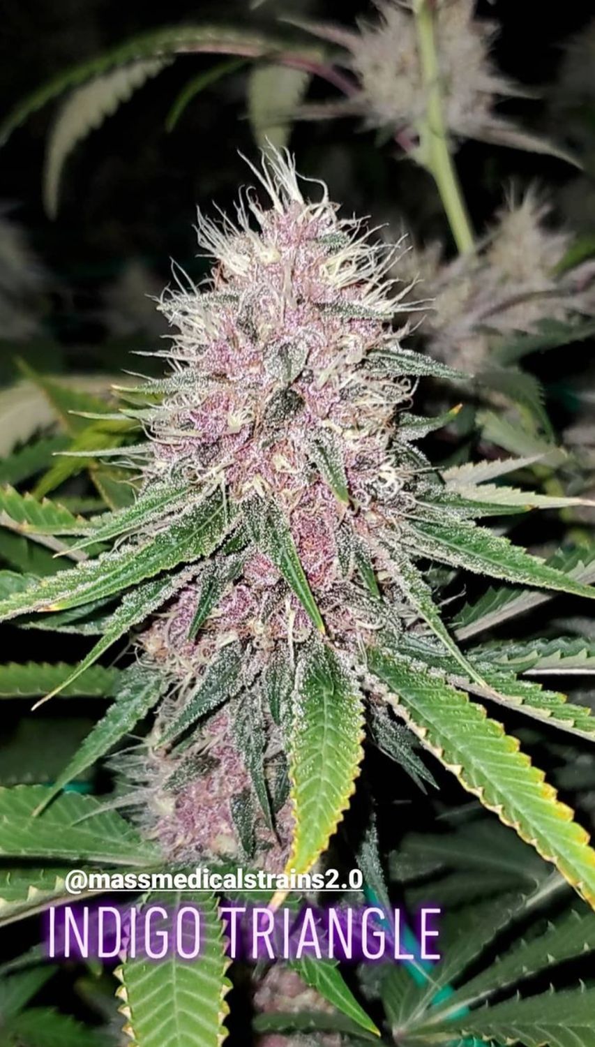 Indigo Triangle - 13 Reg Seeds - MMS Vault