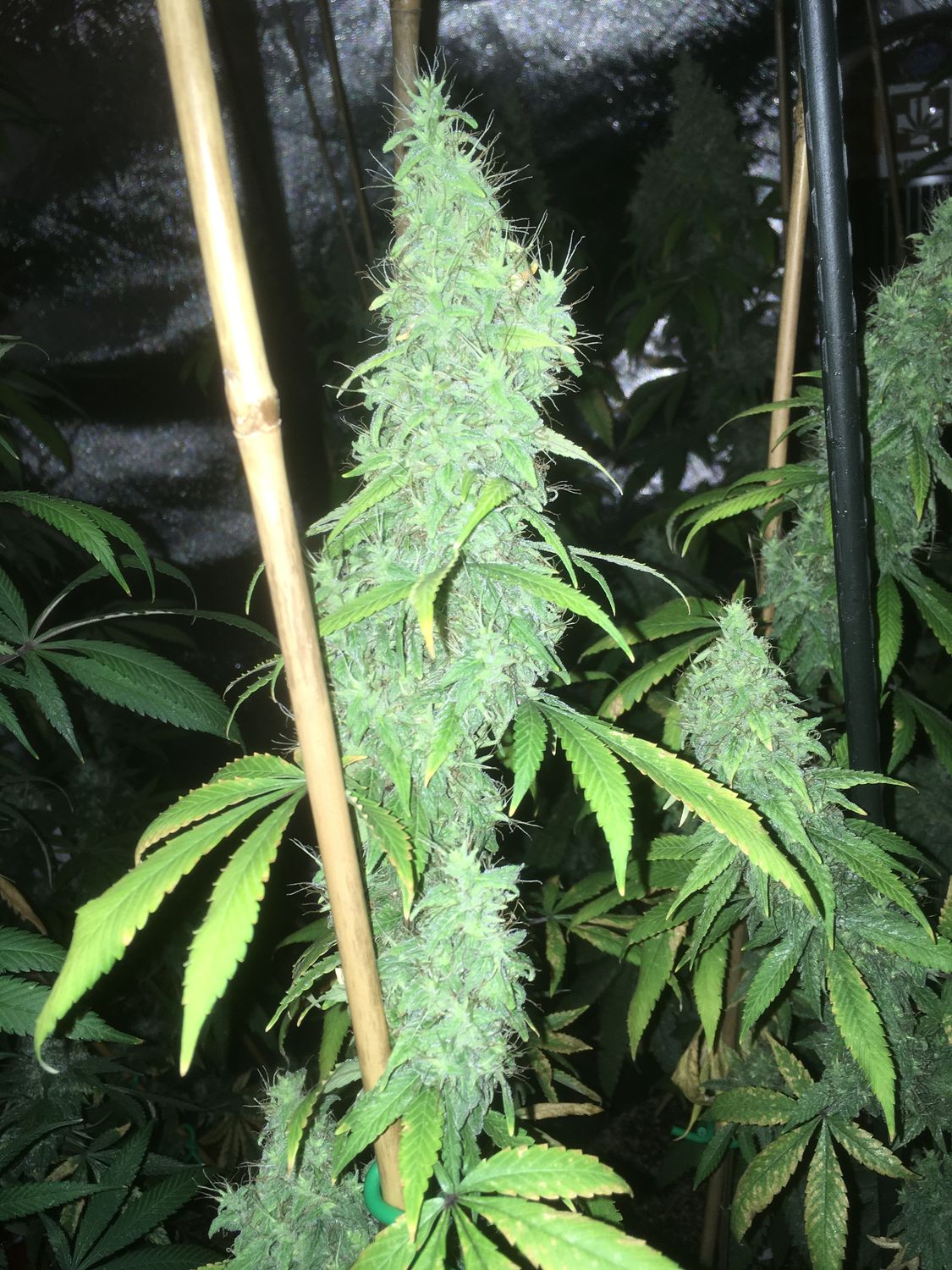 Swabi Pakistani Landrace - Sativa Pheno #3 - MMS Vault