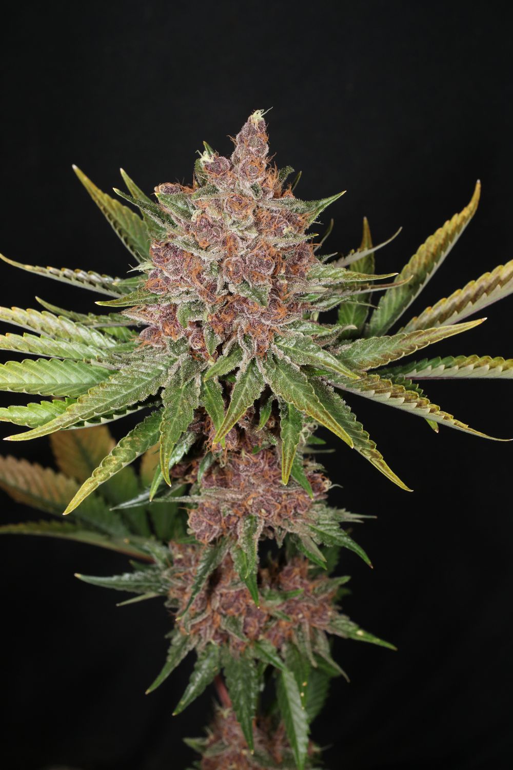 Indigo Pupil - 7 Fem Seeds - MMS Vault