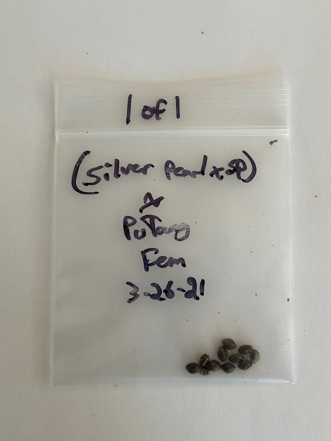 (Silver Pearl x Star Pupil) x PuTang Seeds - 1 of 1 - MMS Vault