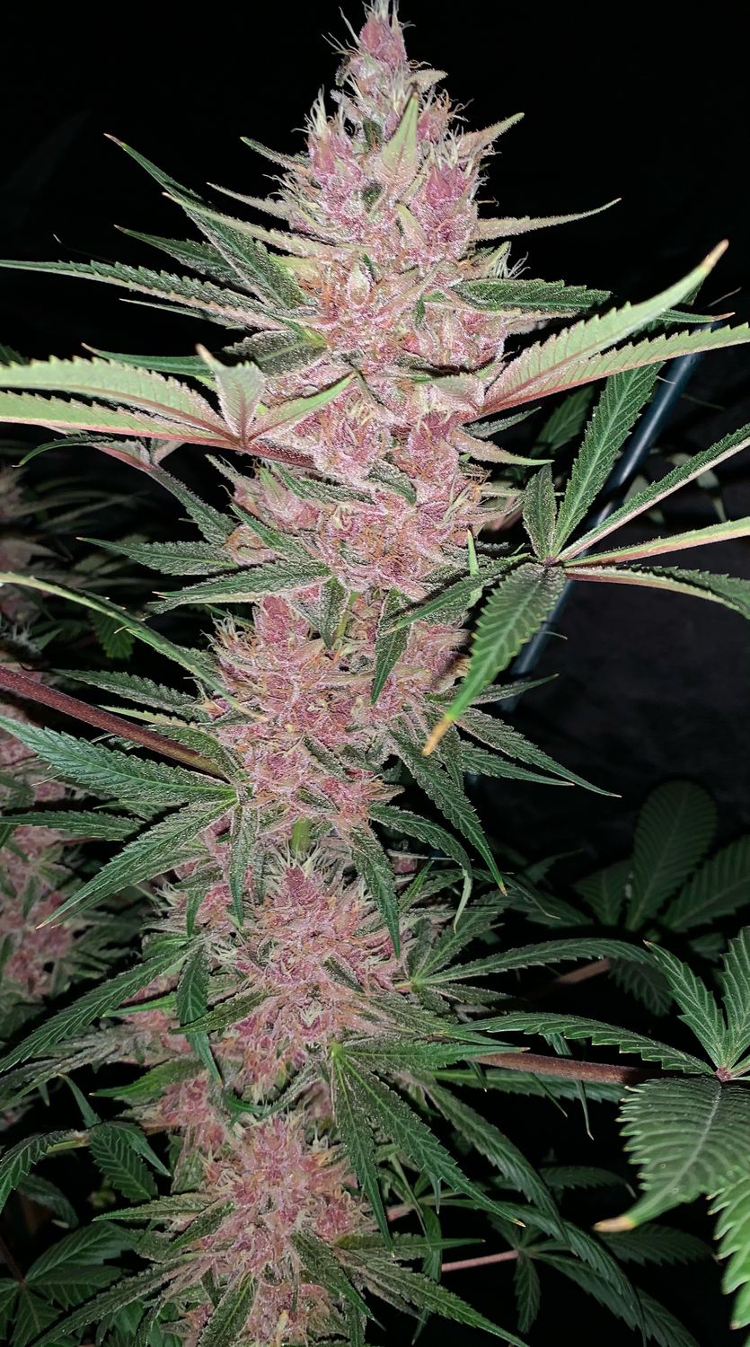 Indigo Unicorn - 7 Fem Seeds - MMS Vault