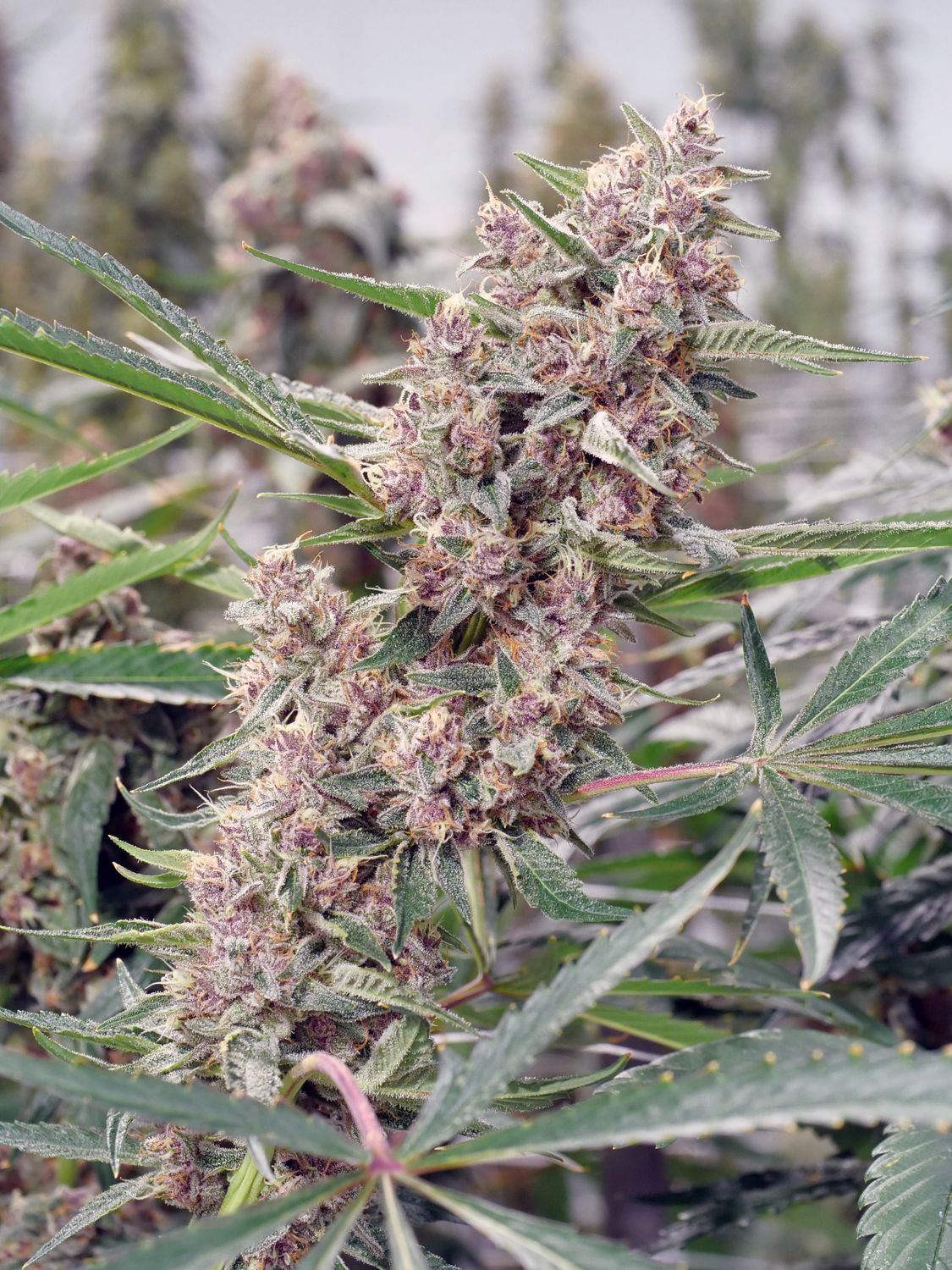 White Trauffle Pupil - 7 Fem Seeds - MMS Vault