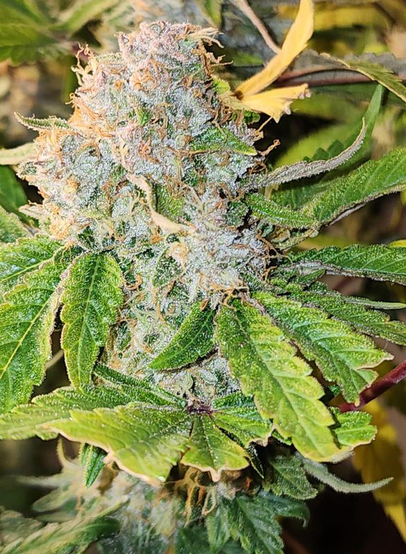 Rick's Dog - 13 Regular Seeds - Mass Medical Strains Rick's Dog - 13 Regular Seeds - Mass Medical Strains