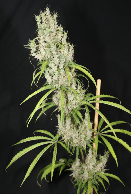 Medi Laos - 13 Regular Seeds - Mass Medical Strains Medi Laos - 13 Regular Seeds - Mass Medical Strains