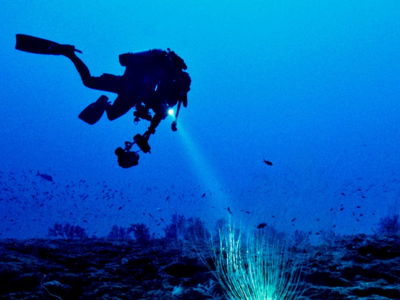 Guided Dive