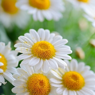Daisies