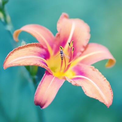 Lilies