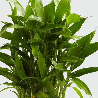 Orchids &amp; Plants