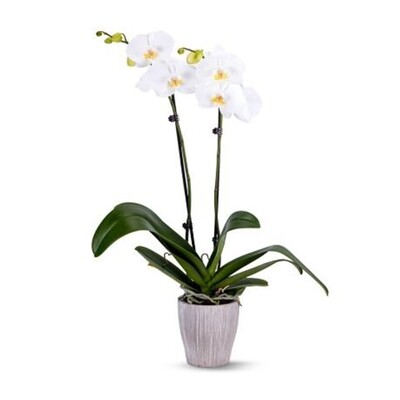 Pearly White Orchid Plant