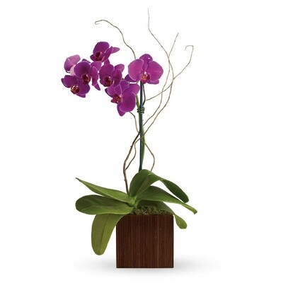 Royal Purple Orchids