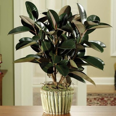 Green Rubber Plant