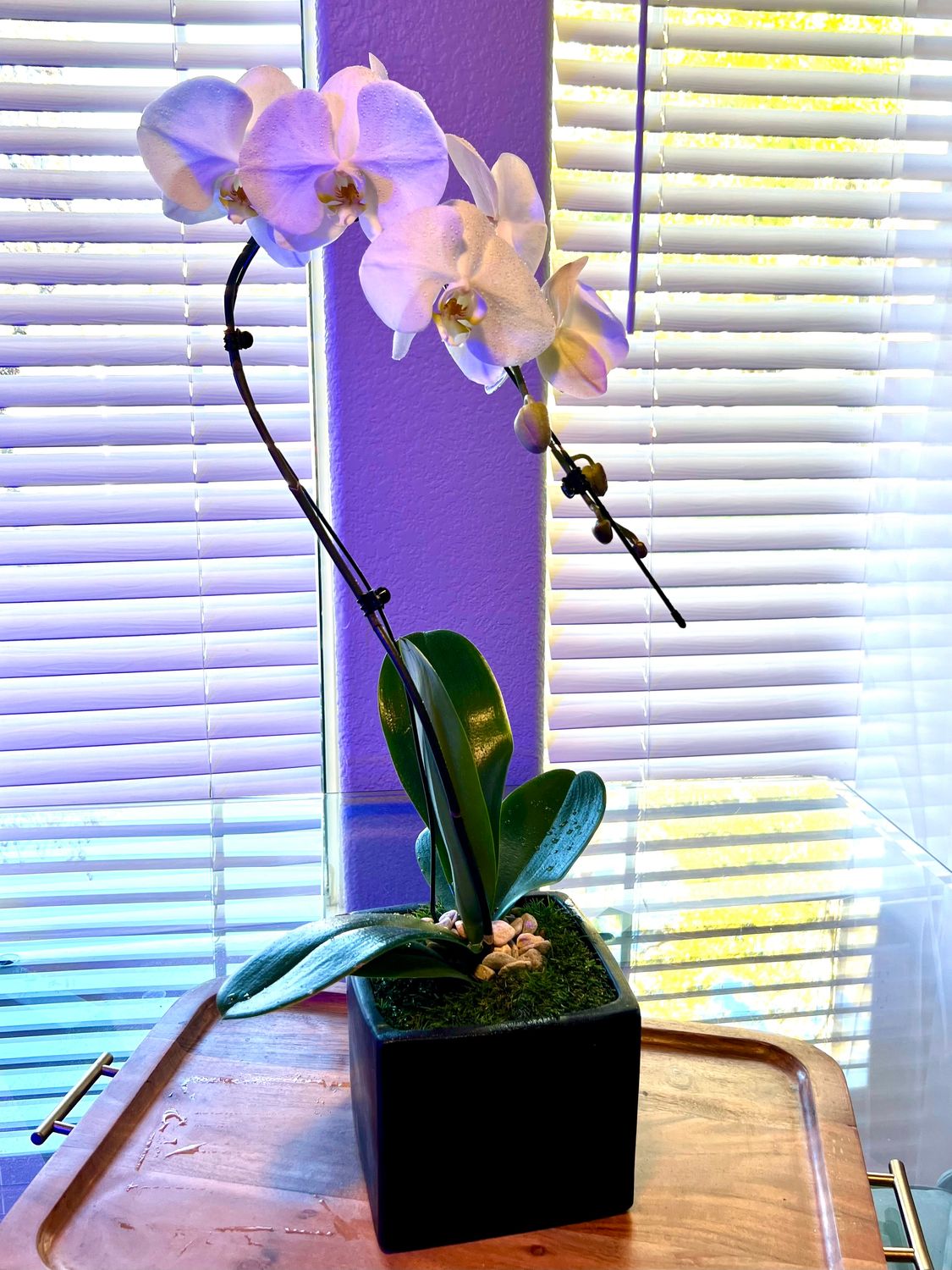 Velvet Presley Orchid