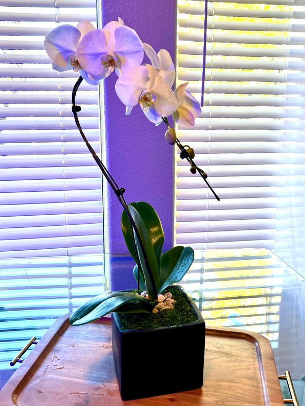 Velvet Presley Orchid