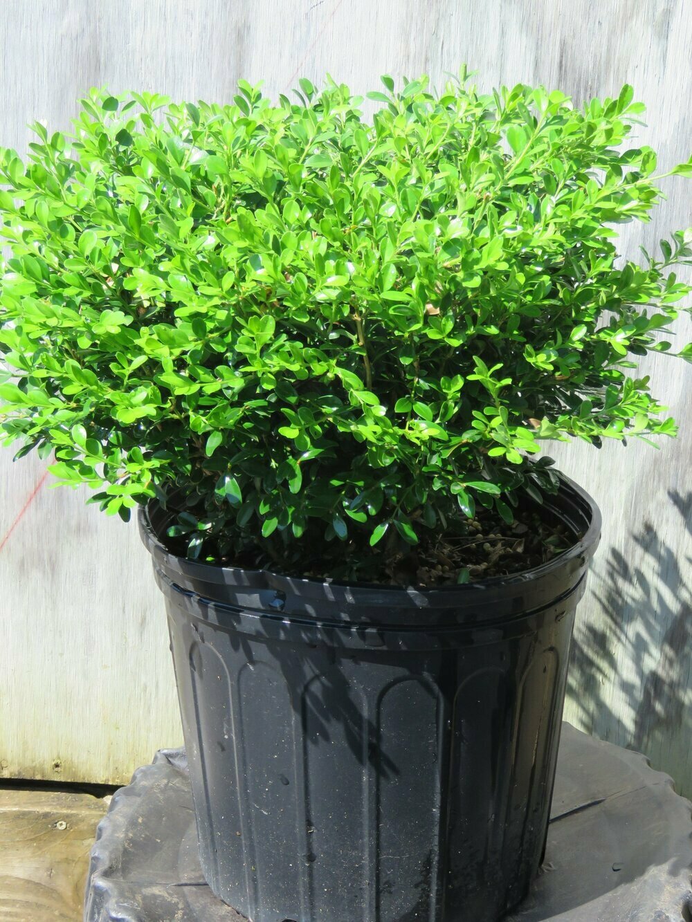 Buxus insularis &#39;Nana&#39; #2.5