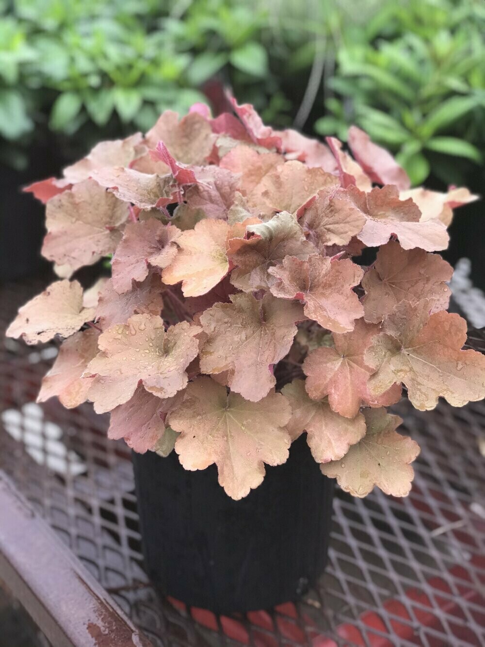 Heuchera &#39;Caramel&#39; PP16560 #4Q