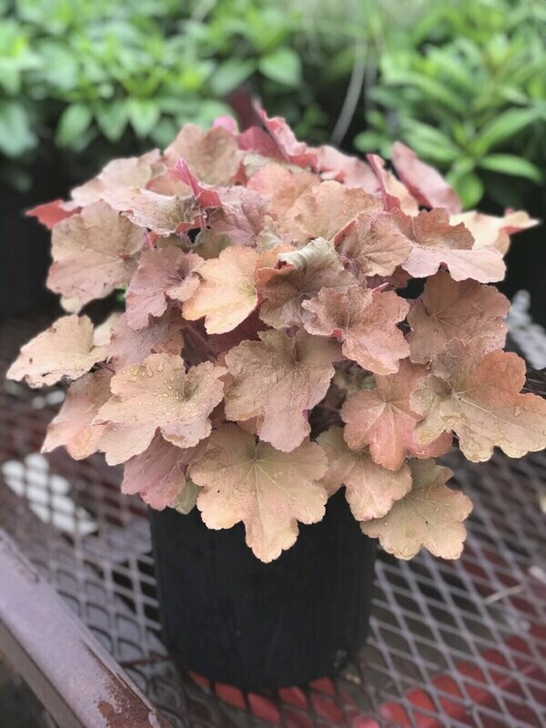 Heuchera &#39;Caramel&#39; PP16560 #4Q