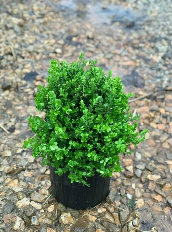 Buxus microphylla var. japonica &#39;Green Beauty&#39; #2.5