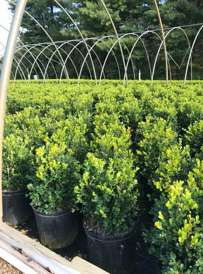 Amazon.com : Winter Gem Boxwood | 5 Live 4 Inch Pots | Buxus