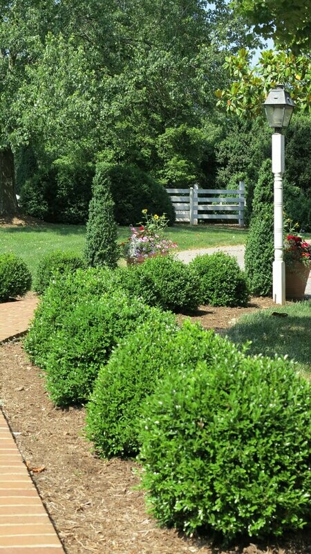 Buxus NewGen Independence® SB 108 PP28888 #3NG