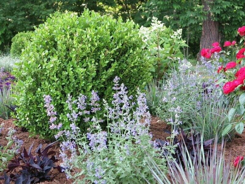 Buxus NewGen Freedom® PP32421 #3NG