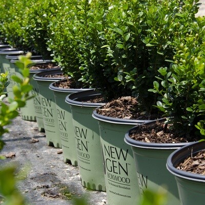 Boxwood