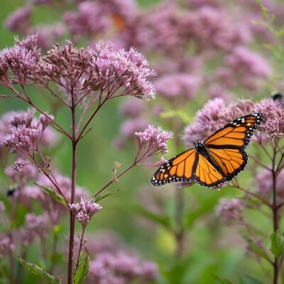 Pollinators