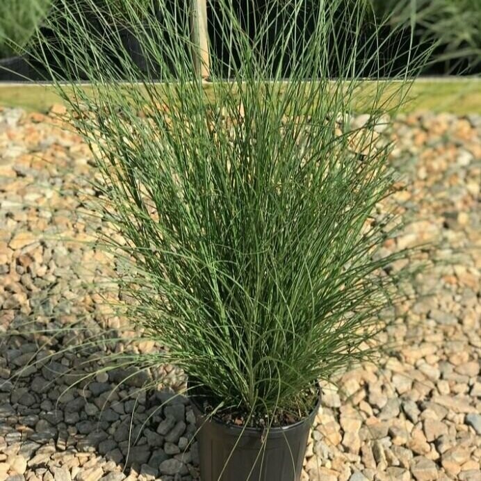 Miscanthus sinensis &#39;Scout&#39; PP30402 #4Q
