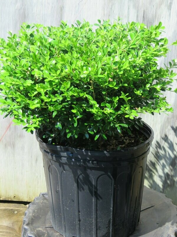 Buxus insularis &#39;Nana&#39; #2.5