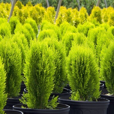 Evergreens