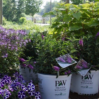 Deciduous Shrubs